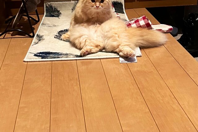 外出前のラスボス！？玄関で鎮座する猫に「こりゃ倒せないｗ」