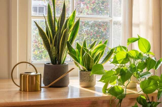 初心者でも育てやすい観葉植物6選！初めての一鉢におすすめ「室内向け＆ローメンテ」な植物