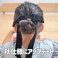 【所要時間3分】の「キッズお団子ヘアアレンジ」がヘアゴム3本で簡単！リボンが映えるキュートなまとめ髪に「可愛いです！」の声
