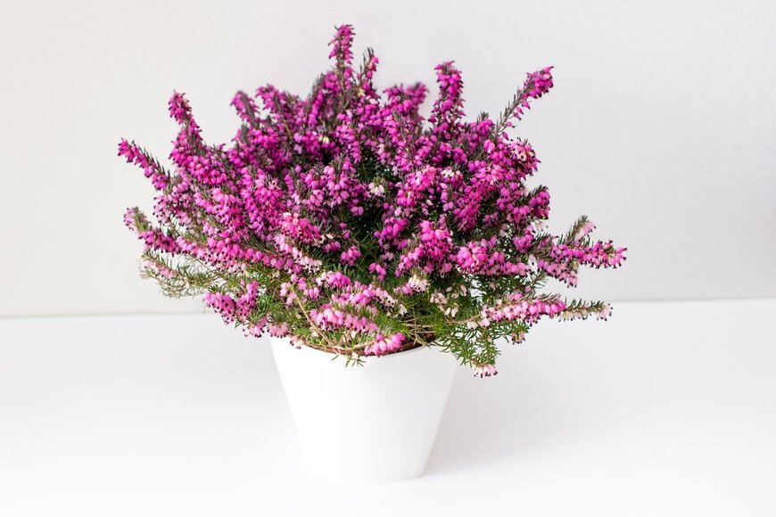 inga cvijanovic/Shutterstock.com