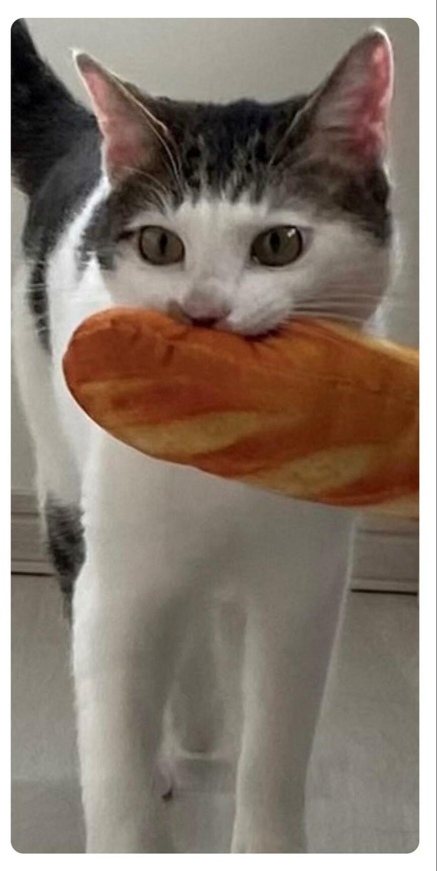 出所：@Saeroyi_cat