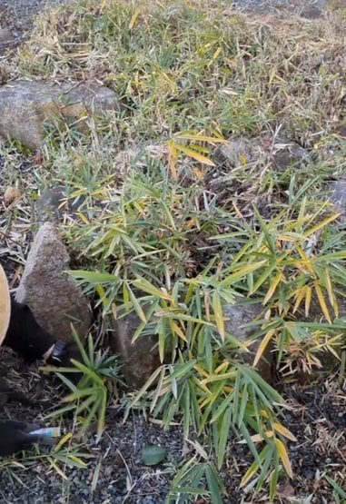 出所：@kusakari.zamurai