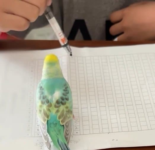 どいて？「子に宿題をさせたい母」VS「子の宿題を邪魔するインコ」仁義なき戦い！