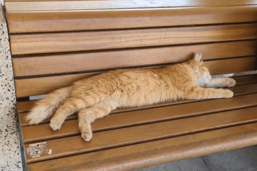 出所：@nekosanpoch