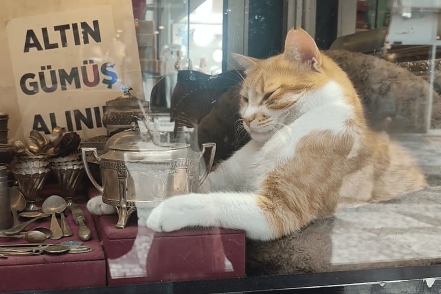 出所：@nekosanpoch