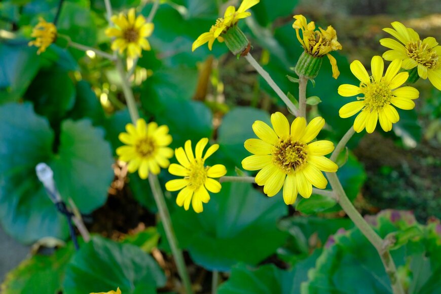 shepherdsatellite/Shutterstock.com