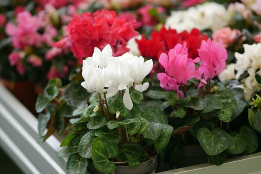 Tibesty/shutterstock.com