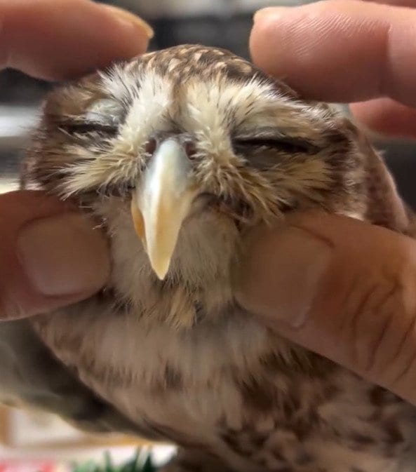 「はにゃ～ん」至福の“ツボ”を撫で撫でされたフクロウ、ふにゃふにゃ表情が可愛すぎて1万6000いいね！