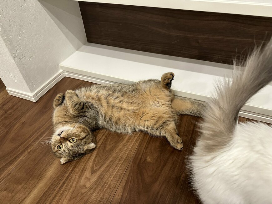 出所：@ponpokopontanu