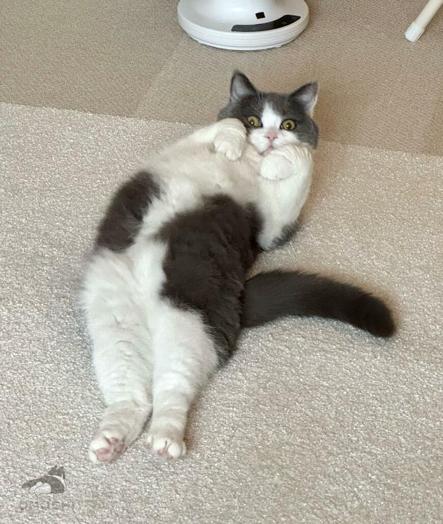 出所：@omochiomoching