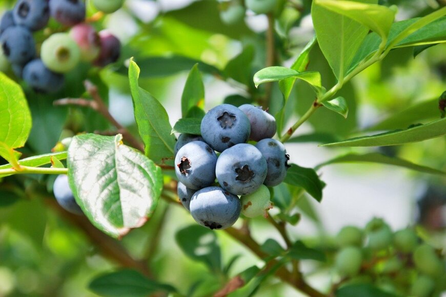 otamochi/istockphoto.com