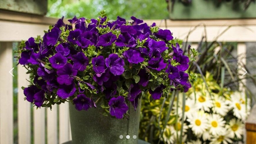 出所：PROVEN WINNERS（プルーブンウィナーズ）　スーパーチュニア（R）