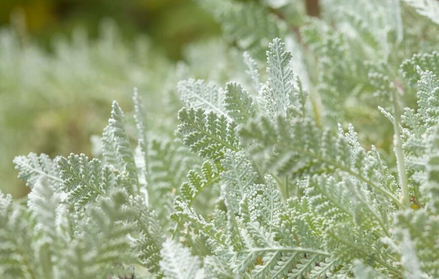 Tamara Kulikova/shutterstock.com