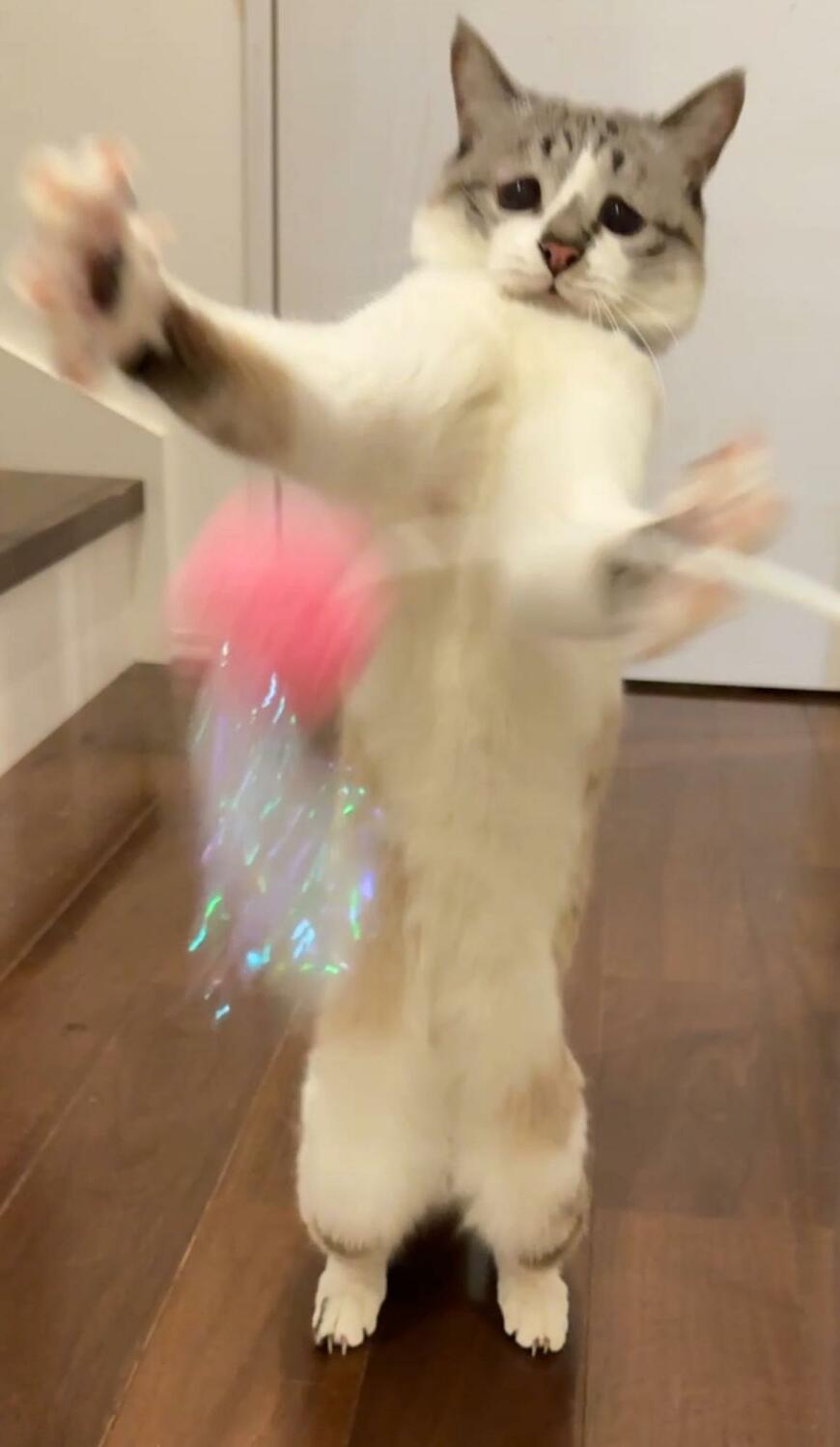 出所：@piennekomint