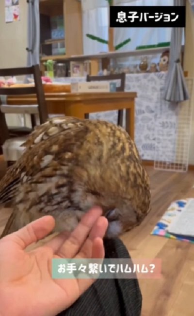 出所:@mori_luna_tawny_owl