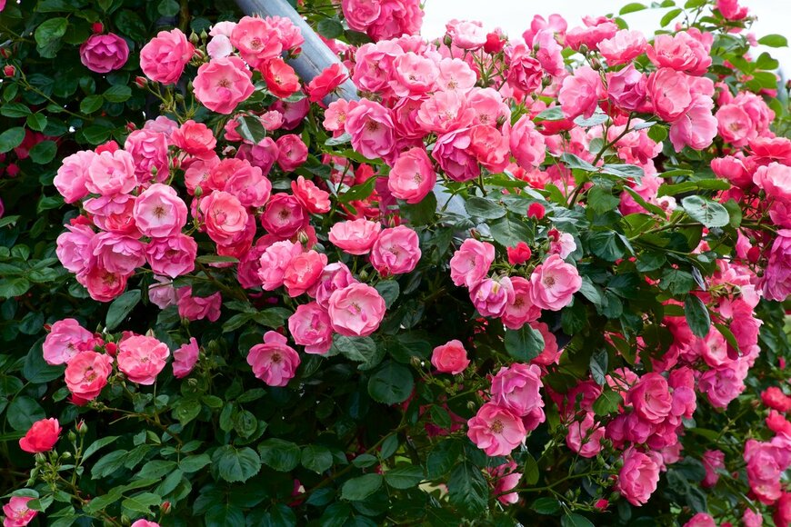 billysfam/Shutterstock.com