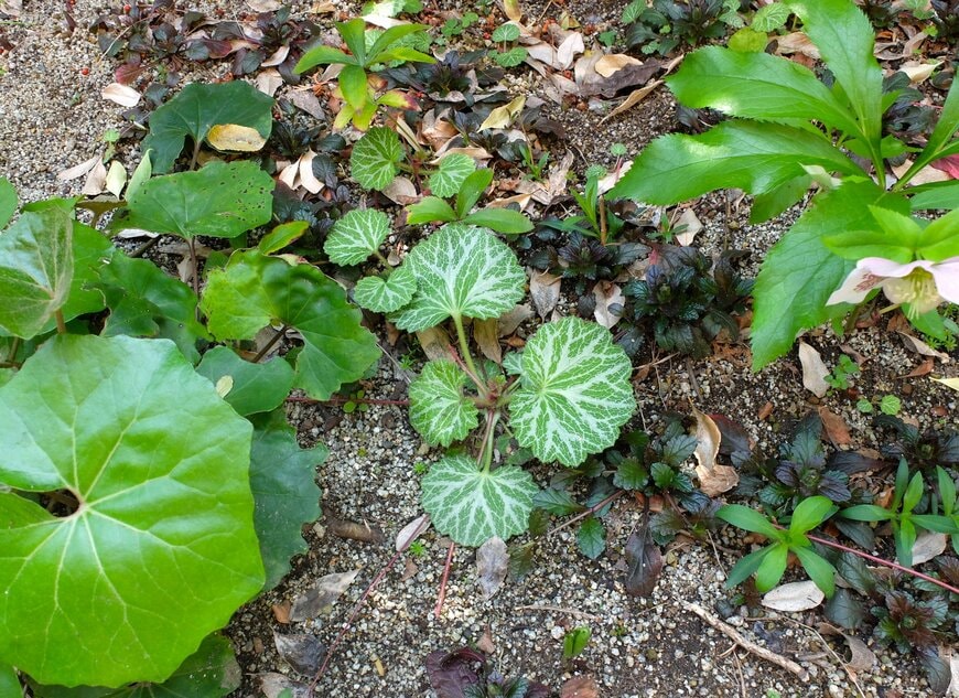 LIMOガーデニング部