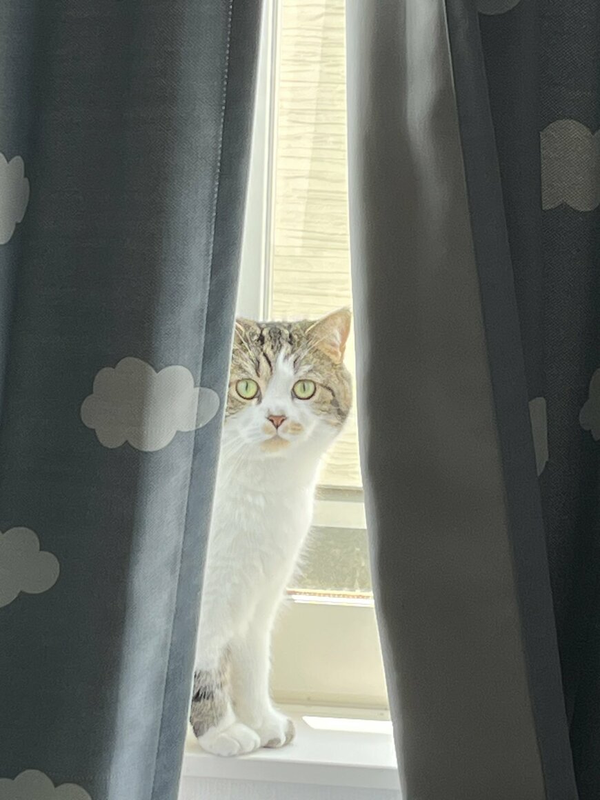 出所：@torotolo106106