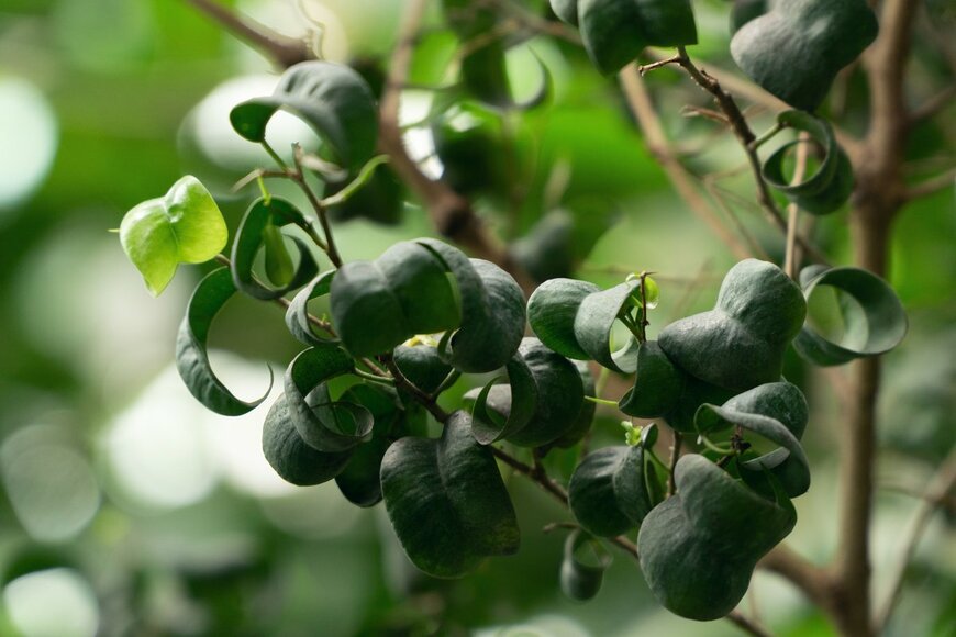 Ann May Snz/Shutterstock.com