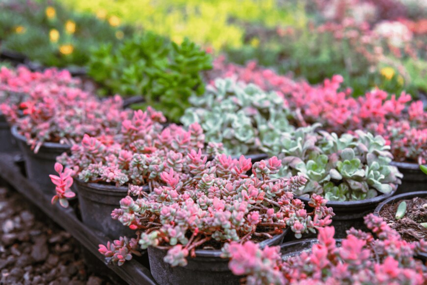 Viktoriya Krayn/shutterstock.com