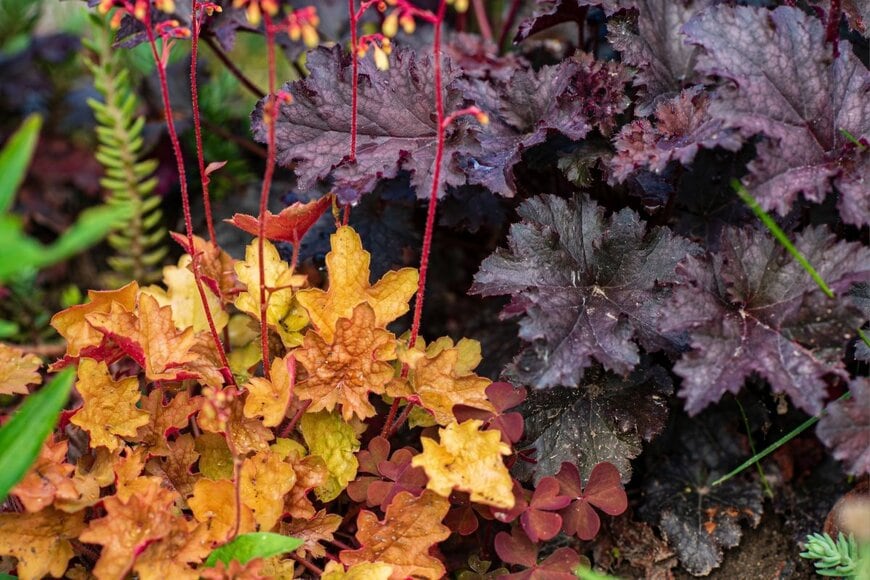 Shebeko/shutterstock.com