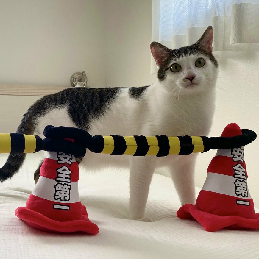 出所：@Saeroyi_cat