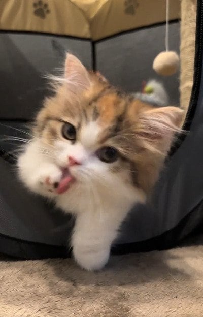 出所：＠maguro_hokke