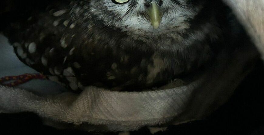 出所：@chimaki_anahori