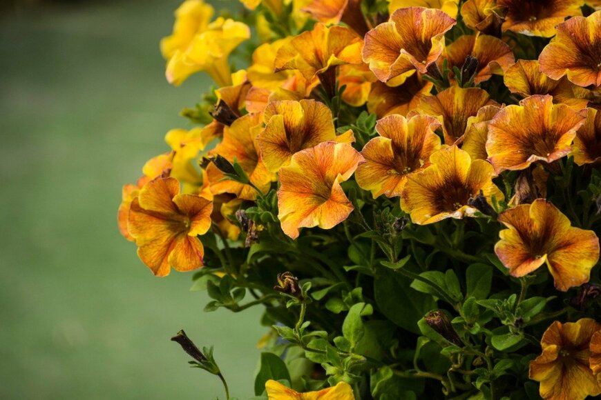 Lina Reshetnyk/istockphoto.com