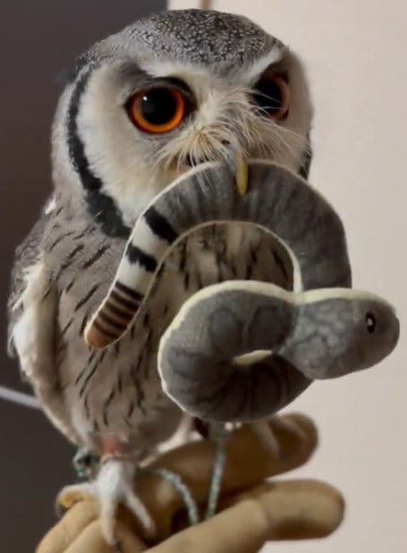 【離さないフクロウ】仲良しなヘビさんを咥えた結果→飼い主の声も耳に届かないまさかの結果に笑ってしまう