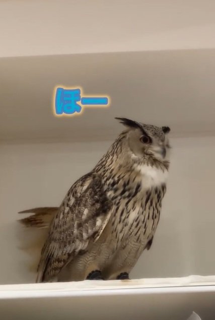 【疑問】パパさんの咳払いを聞くとなぜか「ほー」と反応するフクロウさんが話題