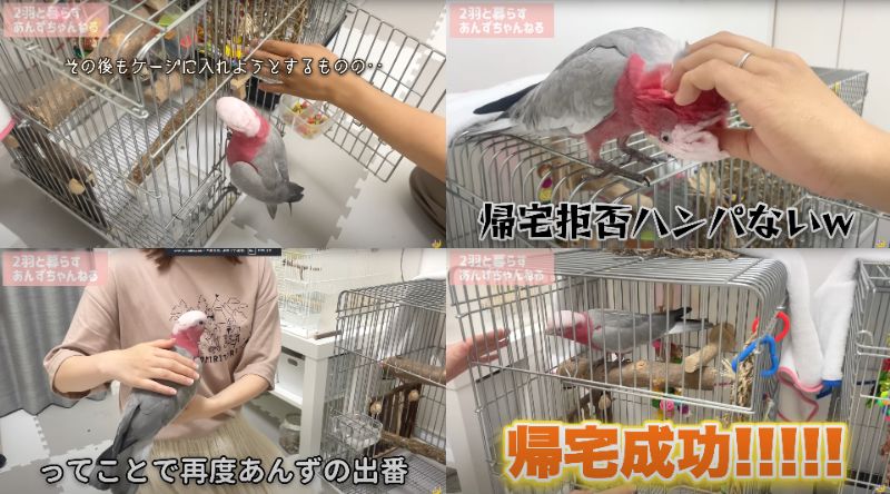 出所：@anz_omomiri