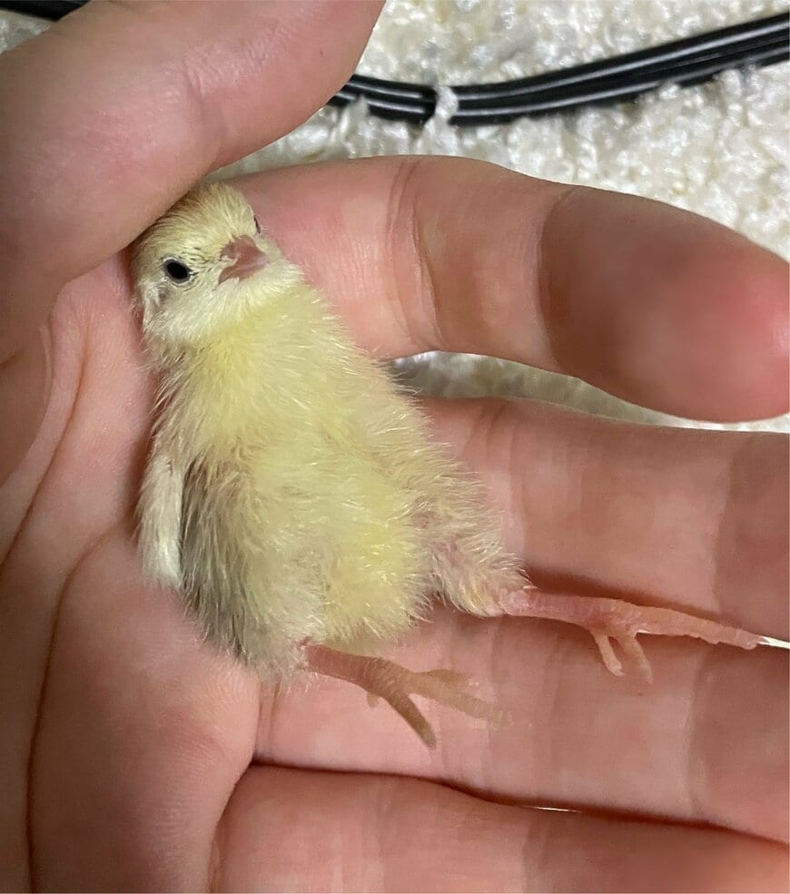 小さな「ヒメウズラの雛鳥」　37日後に撮影された「こんなに大きくなりました」成長姿にホッコリ