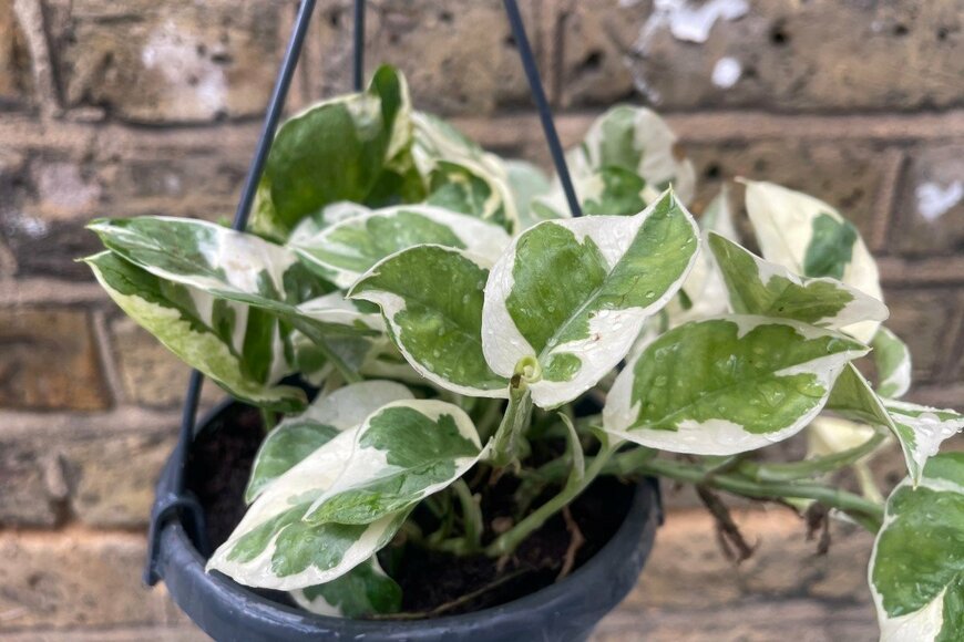 Parijatplant/shutterstock.com