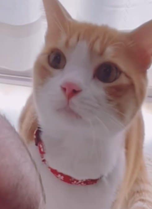 【赤ちゃんと猫】←出会ってすぐ　家族になった後→　3年間のふたりの関係の変化がエモすぎる！