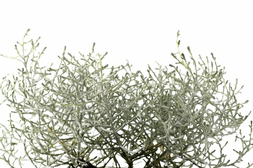 プラチーナ（Scisetti Alfio/Shutterstock）