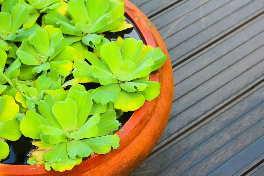 BossNid/shutterstock.com