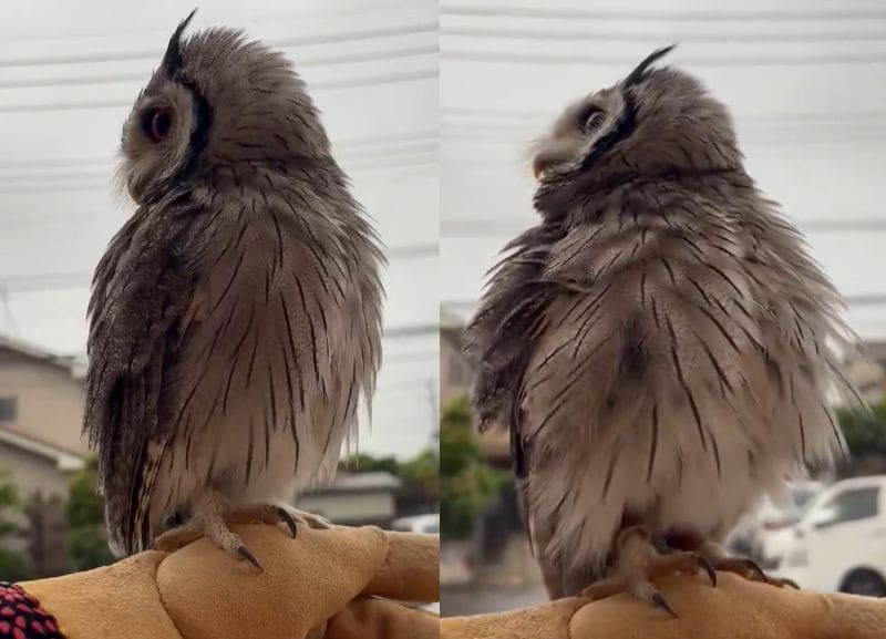 出所：@purinon2929k