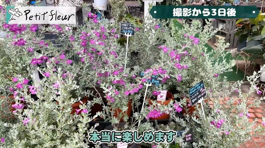 1株で一年中おしゃれ！長く咲く花とシルバーリーフが美しい常緑低木〈レウコフィラム〉魅力4選