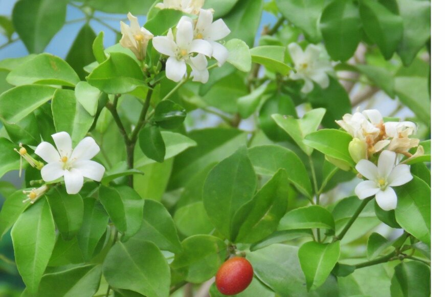 KAN Keosopheak/istockphoto.com