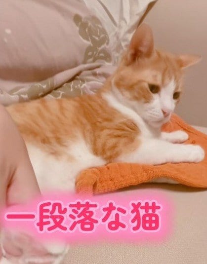 【不穏】猫を怒らせたら…じわじわと険しくなる顔が怖すぎてドキドキが止まらない！