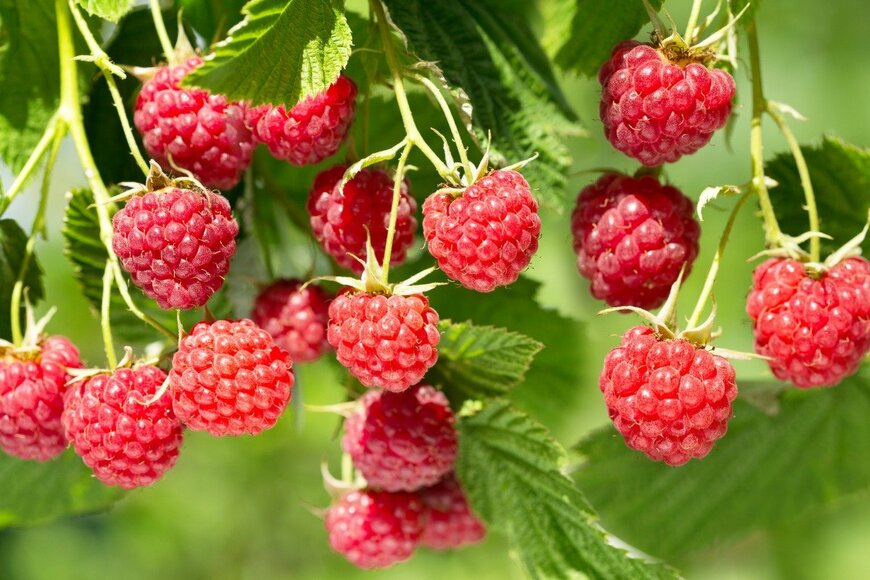 ラズベリー　　nitrub/istockphoto.com