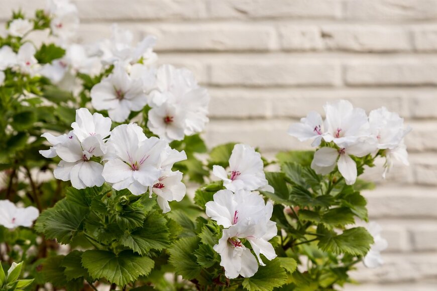 【初夏のガーデニング】爽やかな白が美しい！ホワイトガーデンにオススメの花7選、庭や花壇をオシャレに
