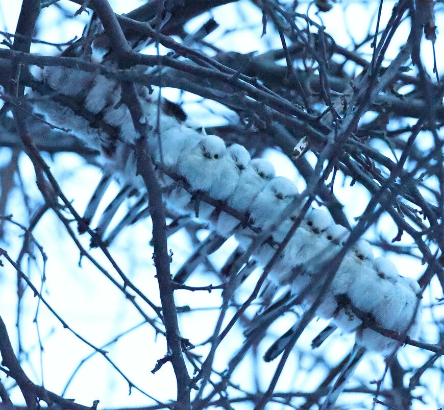 16羽のシマエナガ団子