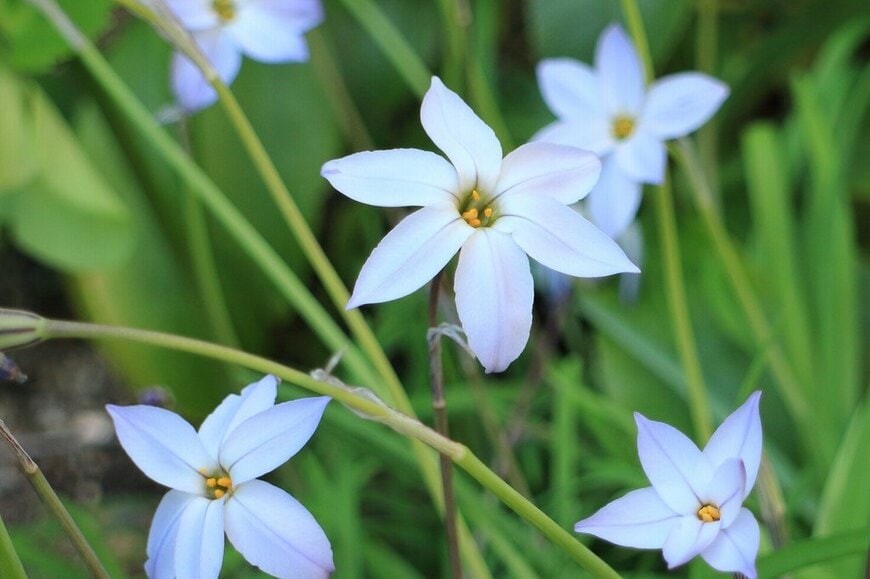 淡いブルーの花を咲かせている、ハナニラ