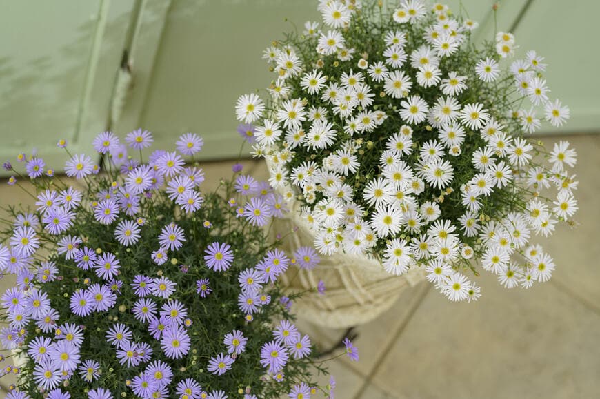 出所：サントリーフラワーズ　星空マム