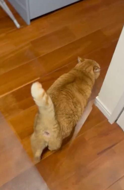 ご飯をねだる猫