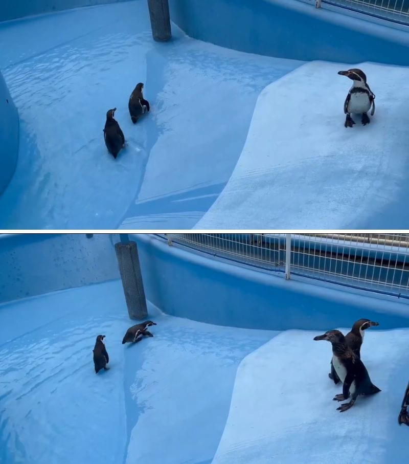 神戸市立王子動物園