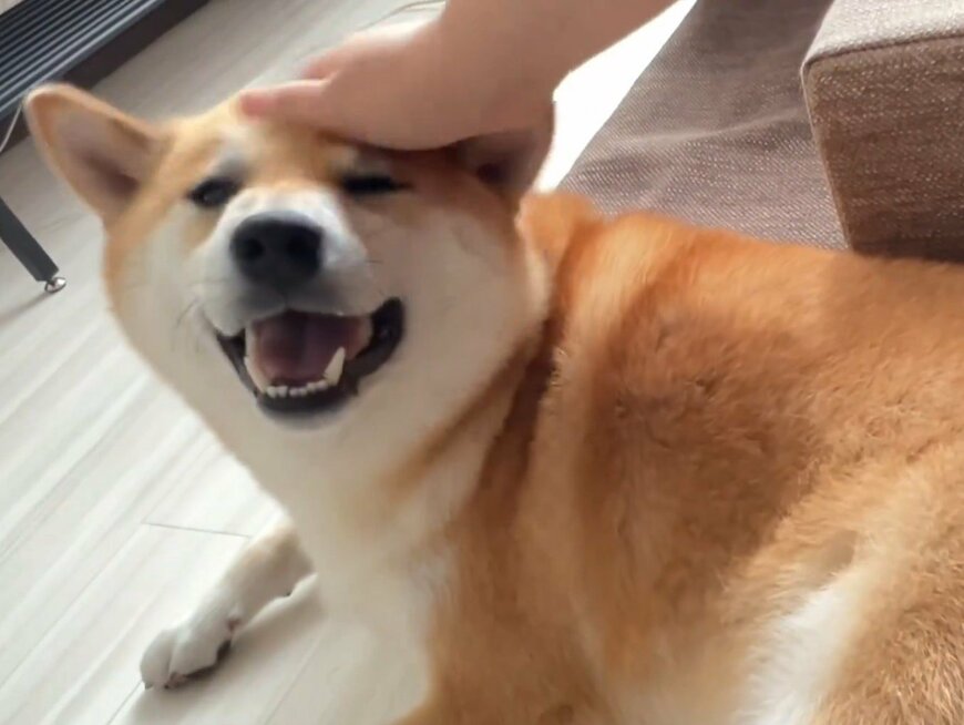 撫でられる犬