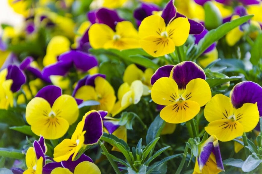 上の花びらが紫、下の花びらが黄色い、バイカラーのビオラ